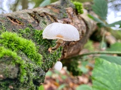 Oudemansiella
