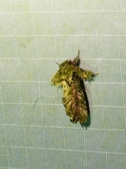 Callopistria ludovici