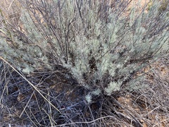 Artemisia filifolia