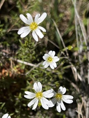Cerastium arvense