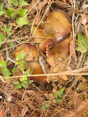 Suillus fuscotomentosus