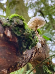 Oudemansiella