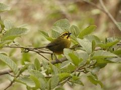 Atlapetes citrinellus