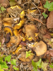 Suillus fuscotomentosus