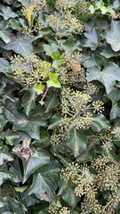 Hedera canariensis