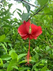 Hibiscus