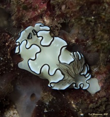 Doriprismatica atromarginata