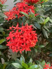 Ixora