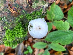 Oudemansiella