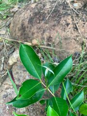 Rhynchospora latifolia