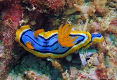 Chromodoris elisabethina