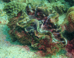 Tridacna squamosa