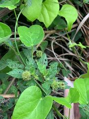 Cissus verticillata
