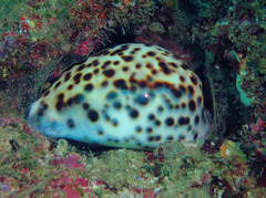 Cypraea tigris