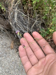 Trifolium variegatum geminiflorum
