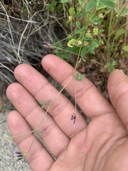 Trifolium variegatum geminiflorum