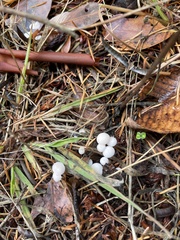 Strobilurus trullisatus