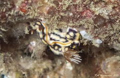Hypselodoris jacksoni