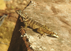 Leiocephalus carinatus