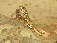Leiocephalus carinatus
