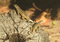 Leiocephalus carinatus