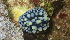 Phyllidiidae