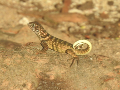 Leiocephalus carinatus