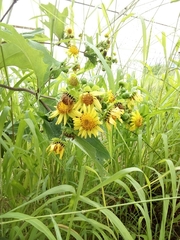 Smallanthus maculatus