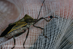 Pachylis neocalifornicus