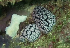 Phyllidiella pustulosa