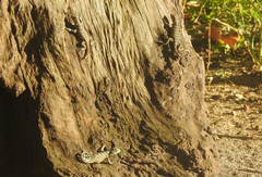 Leiocephalus carinatus