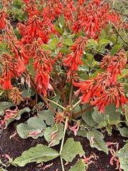 Erythrina zeyheri
