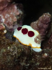 Goniobranchus splendidus