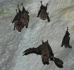 Macrotus waterhousii