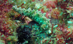 Thuridilla carlsoni
