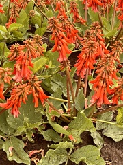 Erythrina zeyheri