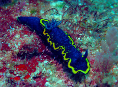 Glossodoris vespa