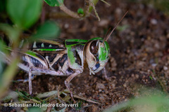 Rhammatocerus viatorius