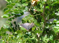 Chlorostrymon simaethis