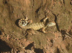 Leiocephalus carinatus