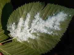 Phylloplecta tripunctata