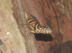 Leiocephalus carinatus