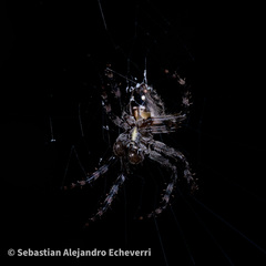 Eriophora