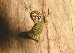 Leiocephalus carinatus