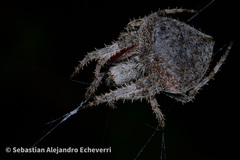 Eriophora