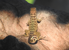 Leiocephalus carinatus