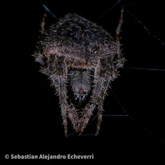 Eriophora