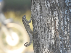 Leiocephalus carinatus