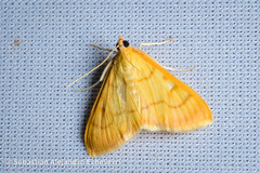 Pyraustini