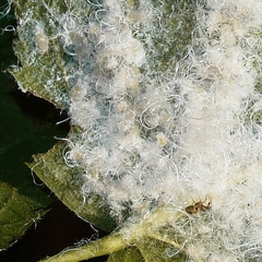 Phylloplecta tripunctata